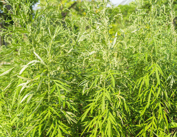 sweet annie essential oil