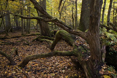 Oakmoss Absolute oakmoss absolute