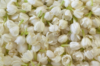 Jasmine Absolute Perfumer's Staple jasmine absolute
