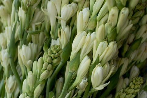 tuberose absolute