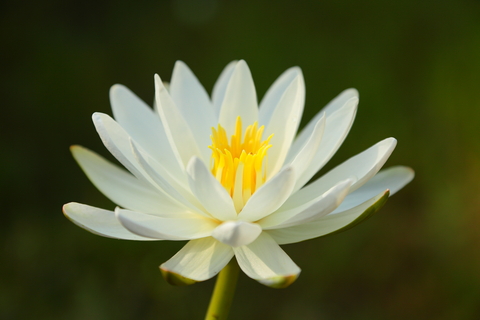 white lotus absolute 2