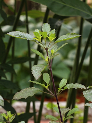 Holy Basil Essential Oil holy basil essential oil 2
