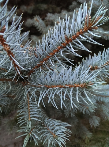 white fir essential oil 2