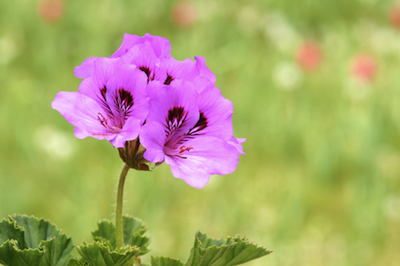 geranium essential oil 2