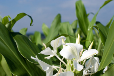 Ginger Lily CO2 Extract ginger lily co2 extract 2