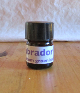 Labrador Tea Essential Oil Labrador tea essential oil 3