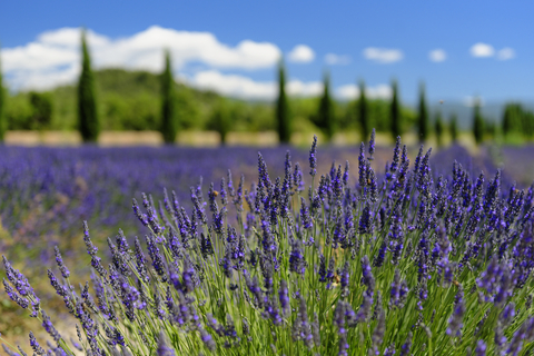 lavender fine essential oil 2