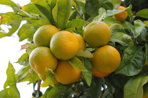yellow mandarin essential oil 2