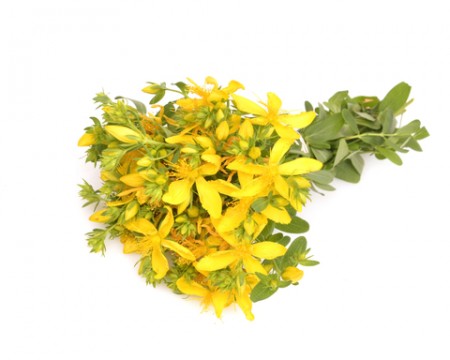 st. johnswort essential oil 2