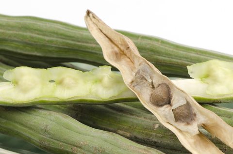 moringa seed botanical oil 3