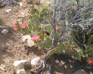 Prickly Pear Botanical Oil prickly pear botanical oil 2