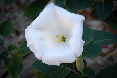 Datura Flower Essence datura flower essence 4