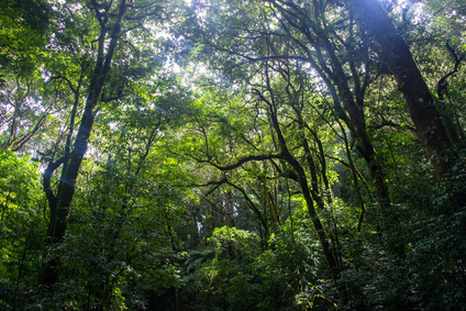 Peru Balsam Essential Oil 1