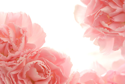 Carnation Absolute Carnation Absolute