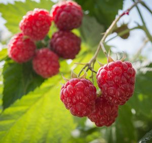 Red Raspberry Seed Botanical Oil Red Raspberry Seed Botanical Oil