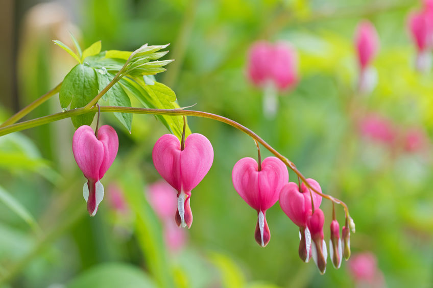 DiamondHeart Flower Essences-Dosage Level Bleeding Heart Flower Essences Bleeding Heart