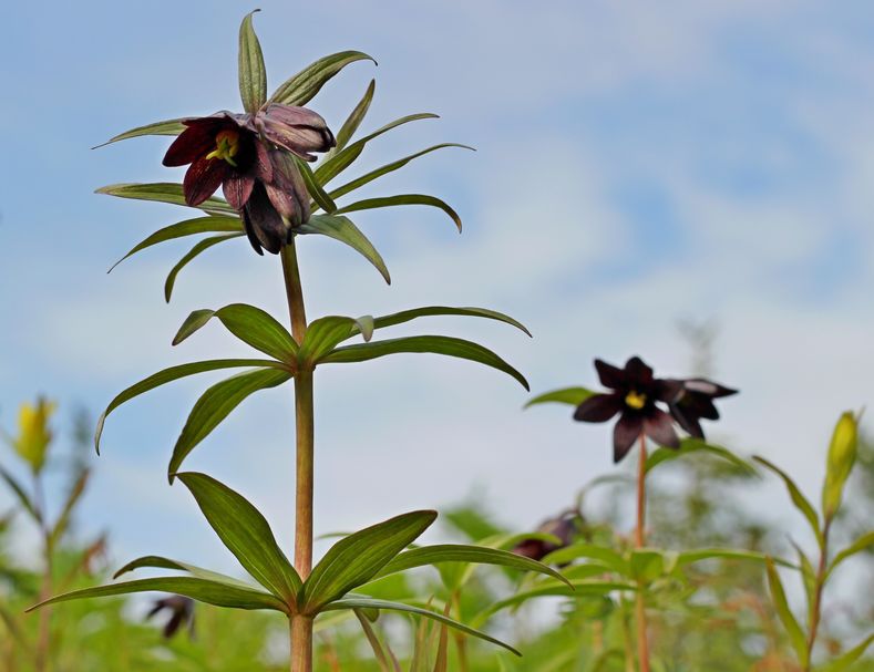 DiamondHeart Flower Essences-Dosage Level DiamondHeart Flower Essences Chocolate Lily