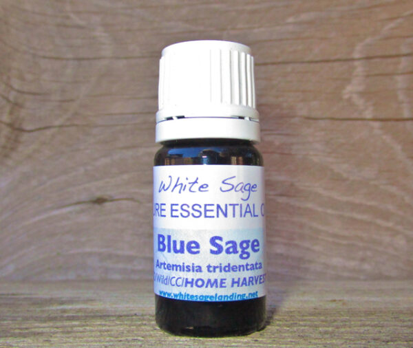 blue-sage-5ml-home-harvest Blue Sage Essential Oil HOME HARVEST 5ml