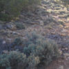 OLYMPUS DIGITAL CAMERA blue sage essential oil 2