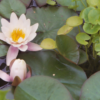 pink lotus absolute