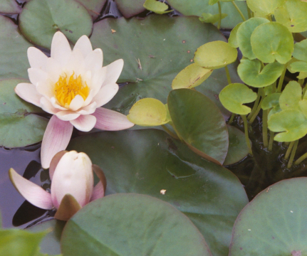 KSharp-Pink-Lotus-431x360 pink lotus absolute