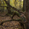 oakmoss absolute