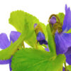 violet absolute