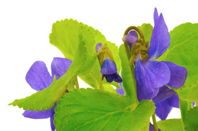 dreamstime_xs_13901726Violets violet absolute