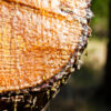 piñon amber essential oil
