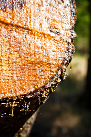dreamstime_xs_21794365Pinon-Amber piñon amber essential oil