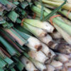 dreamstime_xs_35442933Cymbopogon-393x300 african bluegrass essential oil