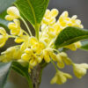 osmanthus absolute