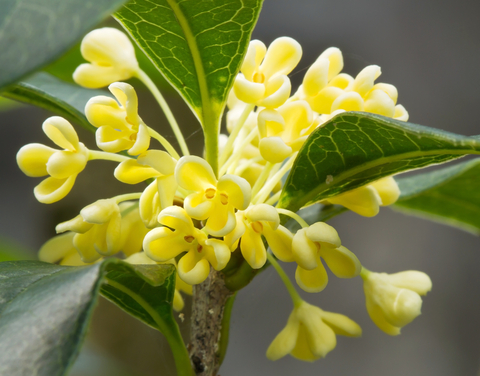 dreamstime_xs_37893685Osmanthus-1 osmanthus absolute