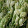 tuberose absolute