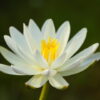 white lotus absolute 2