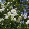 dreamstime_xs_55379943WhiteRose white rose absolute