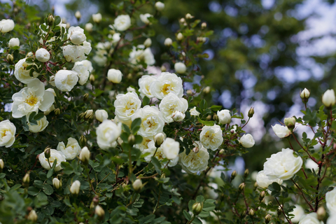 dreamstime_xs_55379943WhiteRose white rose absolute