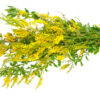 dreamstime_xs_59455063SweetClover sweet clover absolute 3