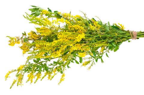 sweet clover absolute 3