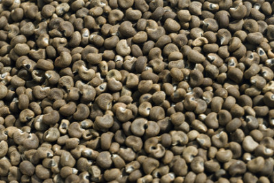 dremastime-15420566-HibischusSeed-400x268 ambrette co2 extract