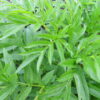 dreamstime_xs_40369534Angelica angelica essential oil