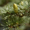 dreamstime_xs_35145109AtlasCedar atlas cedar essential oil