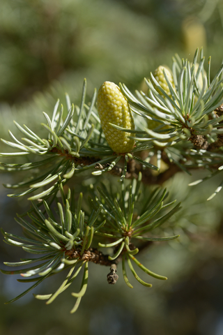 dreamstime_xs_35145109AtlasCedar atlas cedar essential oil