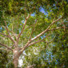 Jungle Canopy balsam copaiba essential oil