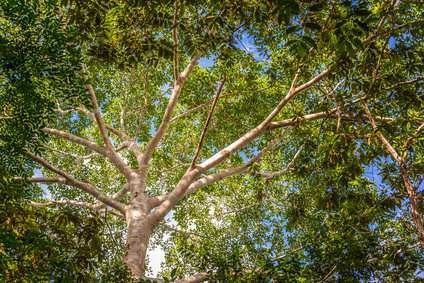 Jungle Canopy balsam copaiba essential oil