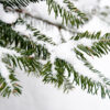 balsam fir essential oil