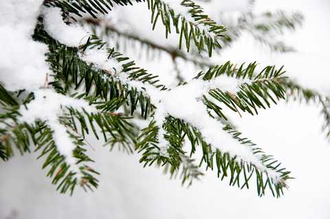 balsam fir essential oil