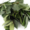 bay essential oil