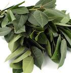 dreamstime_xs_11348743BayLeaf-200x300 bay essential oil