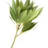 bay laurel essential oil
